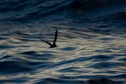 Madeiran storm-petrel