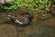 Moorhen