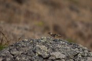 Rock sparrow