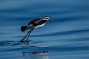 White-faced storm-petrel