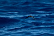 Wilson's storm-petrel