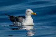 Yellow-legged gull