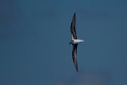 Zino's petrel