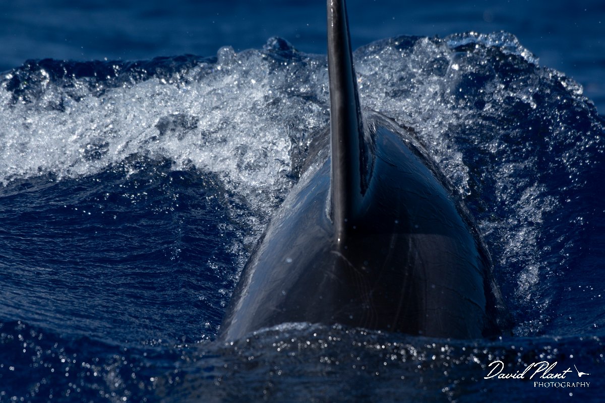 DPPhotography - Maderia - Bottlenose dolphin - B.jpg - Bottlenose dolphin - Ocean N of Madeira, Madeira