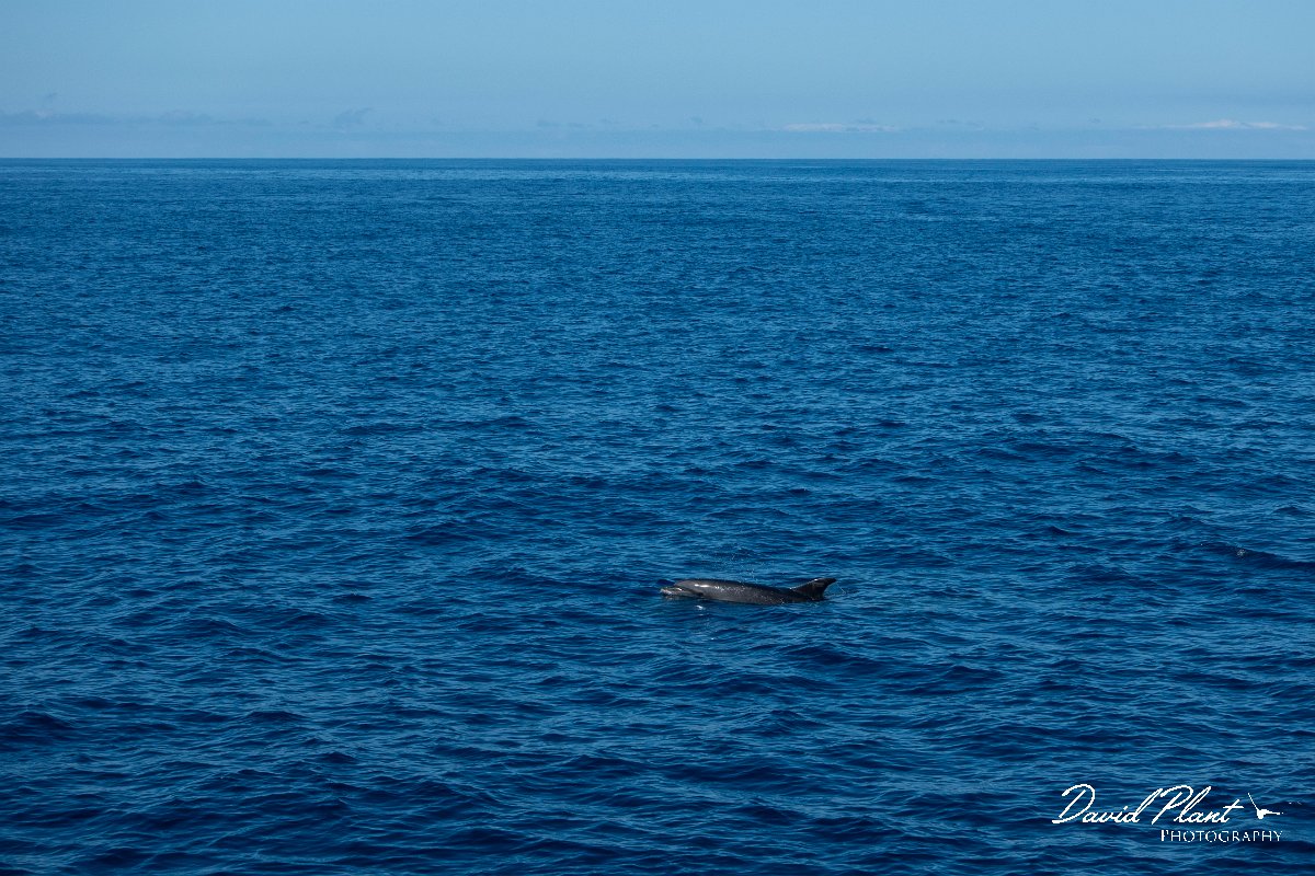 DPPhotography - Maderia - Bottlenose dolphin - G.jpg - Bottlenose dolphin - Sea SE Madeira, Madeira