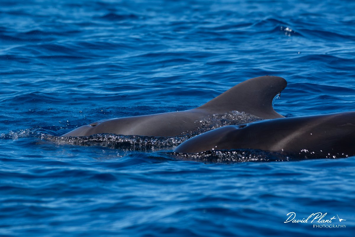 DPPhotography - Maderia - Short-finned pilot whale - H.jpg - Short-finned pilot whale - Sea SE Madeira, Madeira