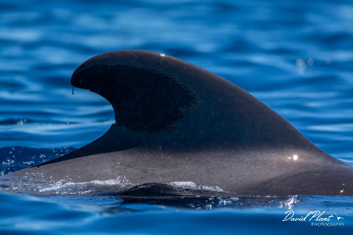DPPhotography - Maderia - Short-finned pilot whale - L.jpg - Short-finned pilot whale - Sea SE Madeira, Madeira