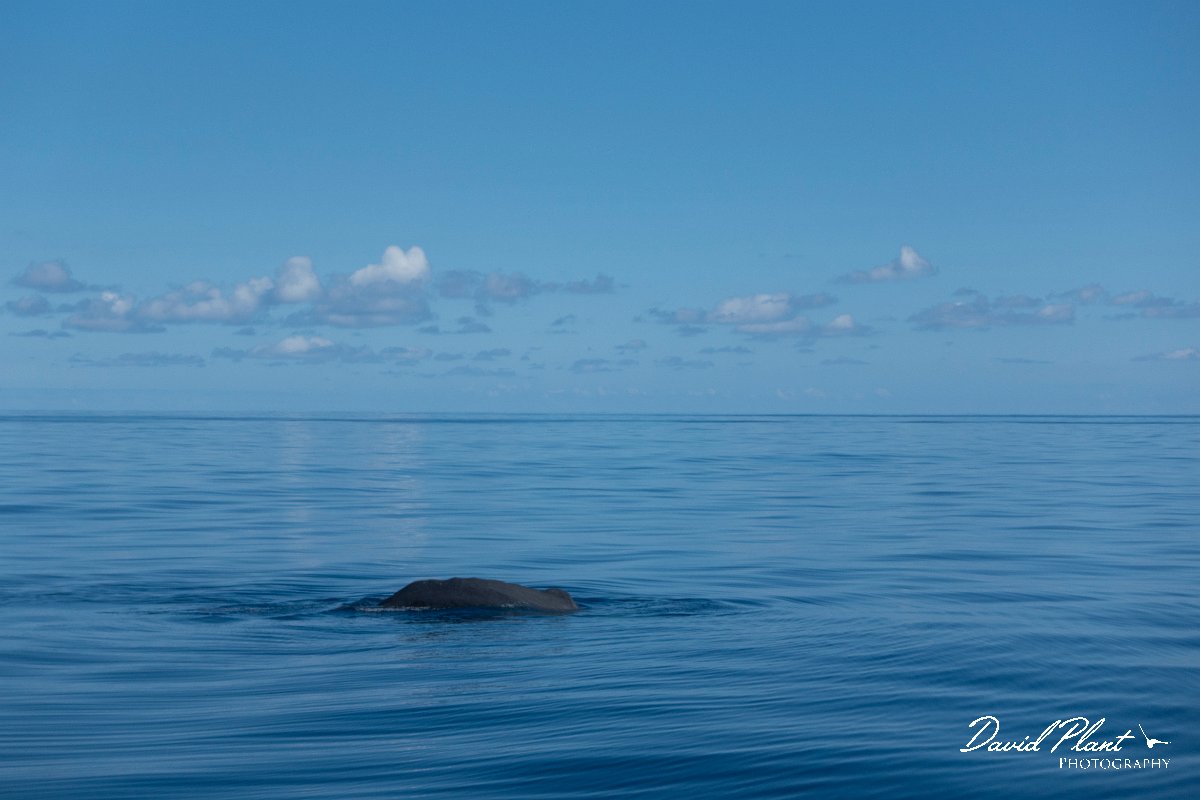 DPPhotography - Maderia - Sperm whale - D.jpg - Sperm whale - Sea SE Madeira, Madeira
