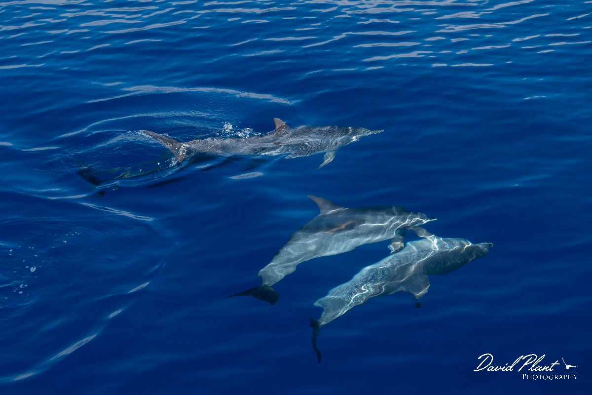 DPPhotography - Maderia - Spotted dolphin - B.jpg - Atlantic spotted dolphin - Sea SE Madeira, Madeira