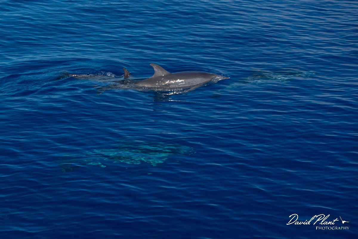 DPPhotography - Maderia - Spotted dolphin - C.jpg - Atlantic spotted dolphin - Sea SE Madeira, Madeira