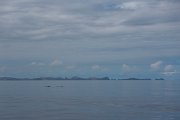 DPPhotography - Maderia - Sperm whale - A