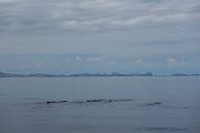 DPPhotography - Maderia - Sperm whale - B