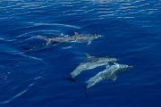 DPPhotography - Maderia - Spotted dolphin - B