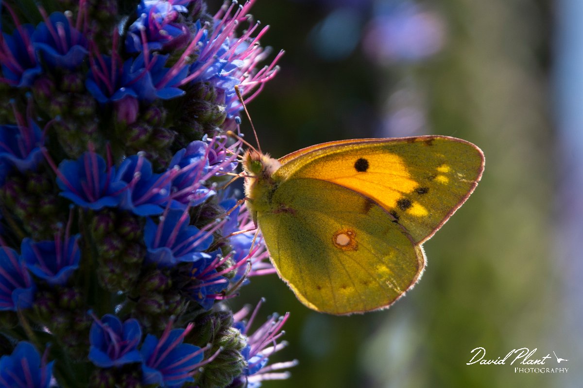 DPPhotography - Maderia - Clouded yellow - B.jpg - Clouded yellow - Pico do Ariero, Madeira
