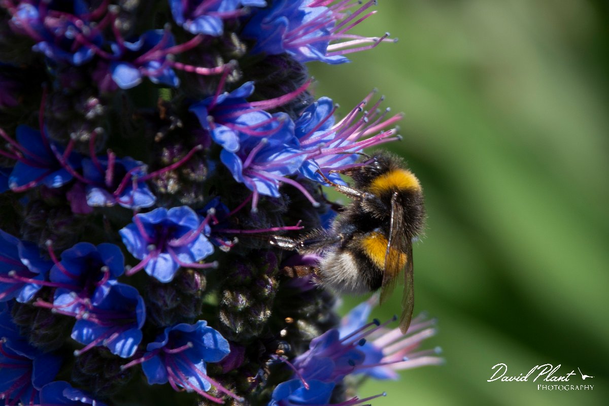 DPPhotography - Maderia - Madeiran bumblebee - A.jpg - Madeiran bumblebee - Pico do Ariero, Madeira