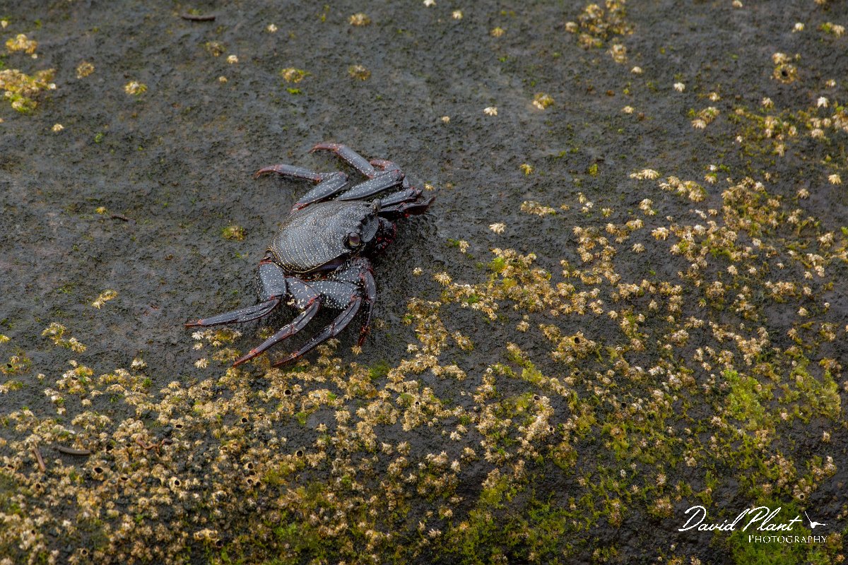 DPPhotography - Maderia - Rock crab, Grapsus adscensionis - B.jpg - Rock crab, Grapsus adscensionis - Machico harbour, Madeira