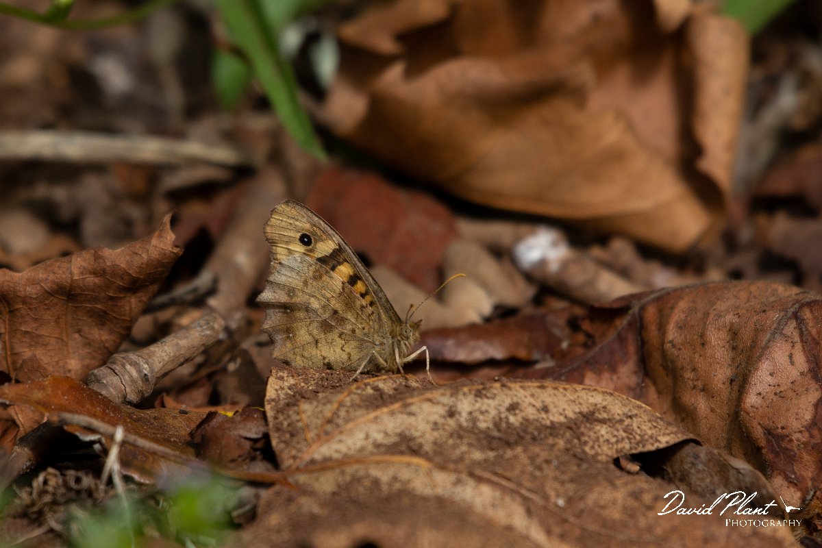 DPPhotography - Maderia - Speckled wood - C.jpg - Speckled wood - Palheiro Gardens, Madeira