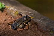 DPPhotography - Maderia - Iberian water frog - A