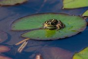 DPPhotography - Maderia - Iberian water frog - C