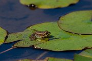 DPPhotography - Maderia - Iberian water frog - D