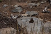 DPPhotography - Maderia - Macaronesian red admiral - A