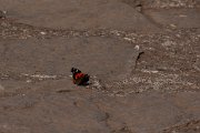 DPPhotography - Maderia - Macaronesian red admiral - B