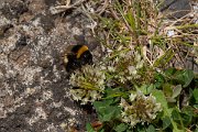 DPPhotography - Maderia - Madeiran bumblebee - B