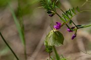 DPPhotography - Maderia - Maderian brimstone - A