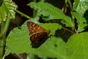 DPPhotography - Maderia - Maderian speckled wood - A