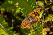 DPPhotography - Maderia - Speckled wood - A