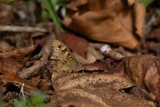 DPPhotography - Maderia - Speckled wood - C