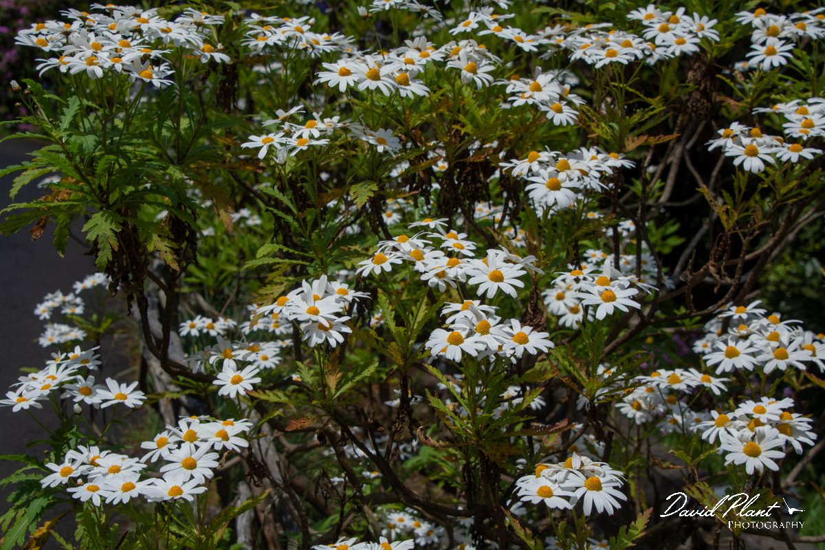 DPPhotography - Maderia - Argyranthemum pinnatifidum - B.jpg - Argyranthemum pinnatifidum - Ribeiro Firo, Maderia