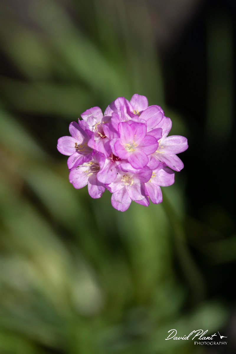 DPPhotography - Maderia - Armeria maderensis - E.jpg - Maderian thrift, Armeria maderensis - Pico do Ariero, Madeira