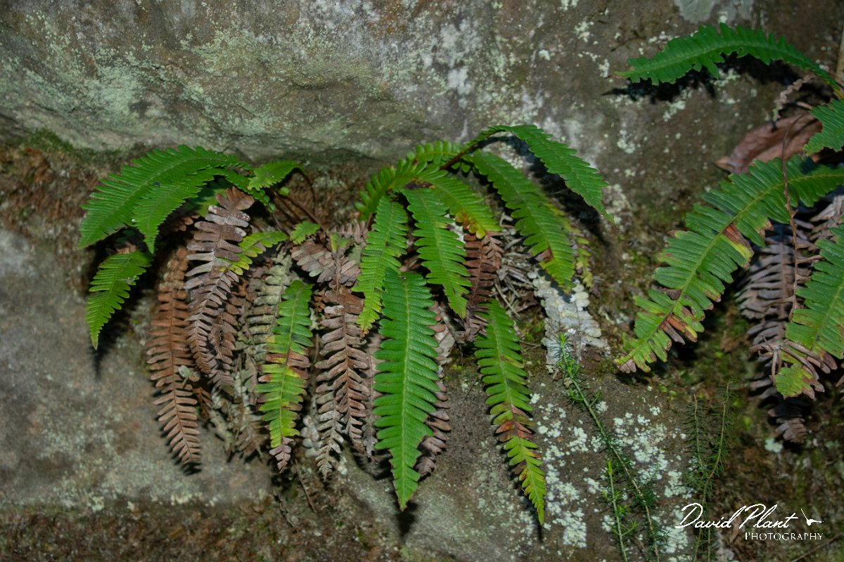 DPPhotography - Maderia - Blechnum spicant - A.jpg - Blechnum spicant - Levada Furado, Madeira