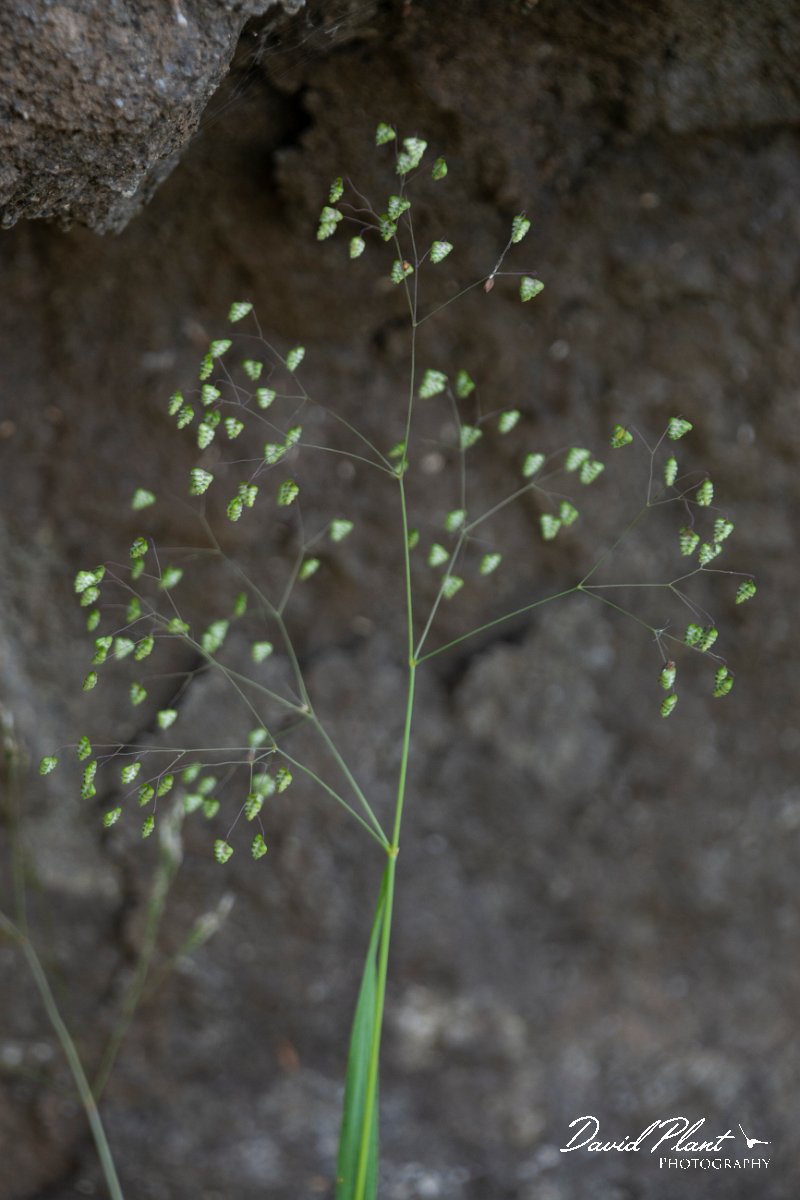 DPPhotography - Maderia - Briza minor - B.jpg - Briza minor - Levada do Notre, Madeira