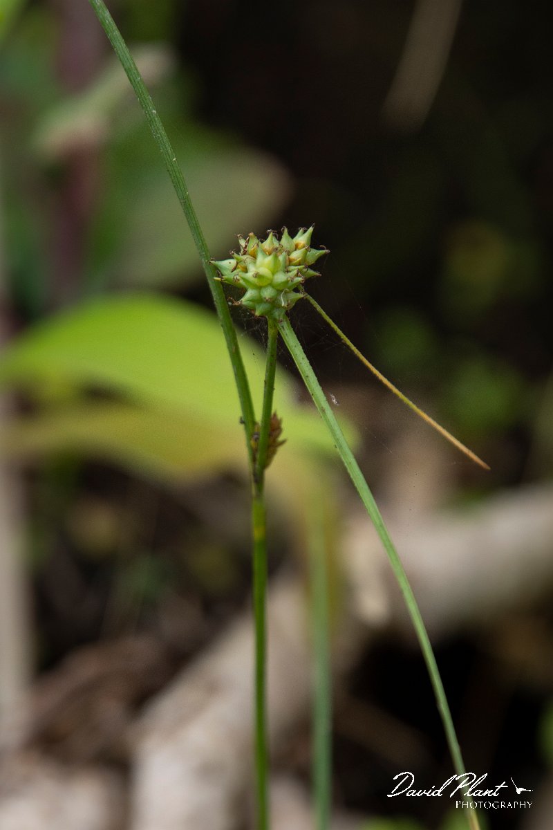 DPPhotography - Maderia - Carex extensa - A.jpg - Carex extensa - Seixal area, Madeira