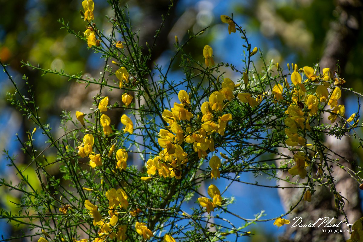 DPPhotography - Maderia - Cytisus scoparius - A.jpg - Cytisus scoparius - Balcoes, Madeira