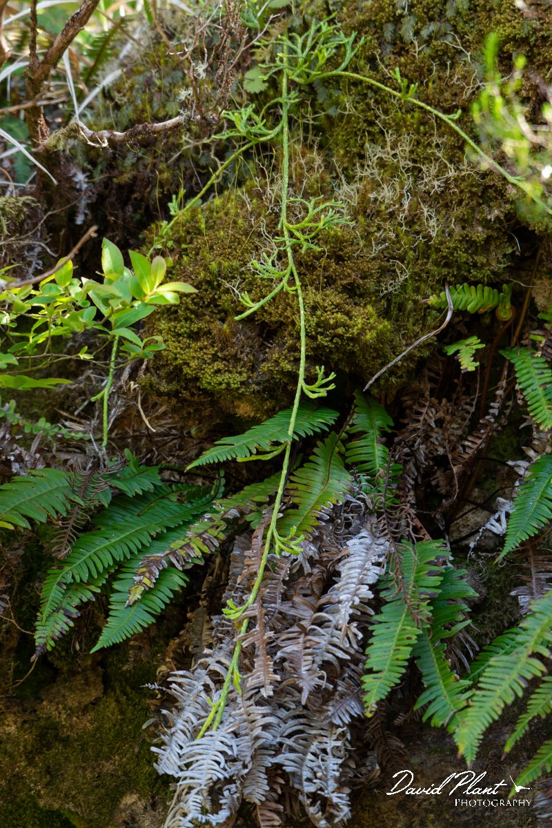 DPPhotography - Maderia - Diphasiastrum madeirense - F.jpg - Diphasiastrum madeirense - Encumeada mast, Madeira