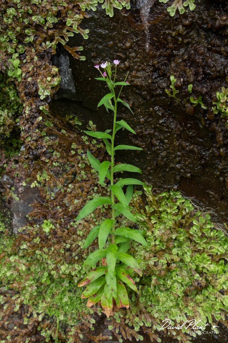 DPPhotography - Maderia - Hoary willowherb, Epilobium parviflorum - A.jpg - Hoary willowherb, Epilobium parviflorum - Seixal area, Madeira