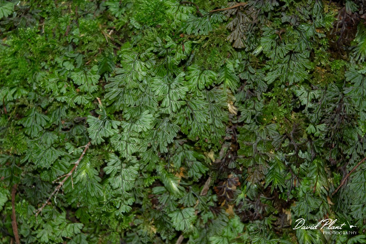 DPPhotography - Maderia - Hymenophyllum tunbrigense - A.jpg - Hymenophyllum tunbrigense - Levada Furado, Madeira