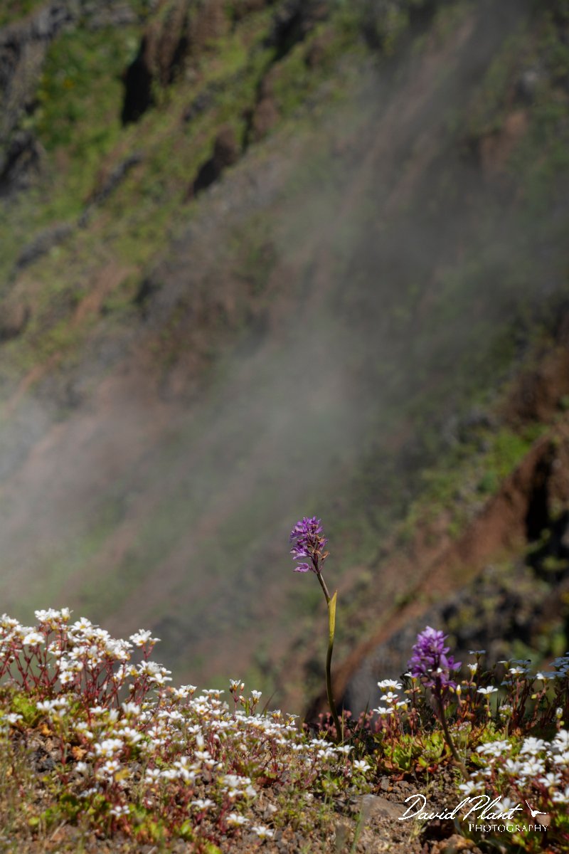 DPPhotography - Maderia - Orchis scopulorum - B.jpg - Orchis scopulorum - Pico do Ariero, Madeira