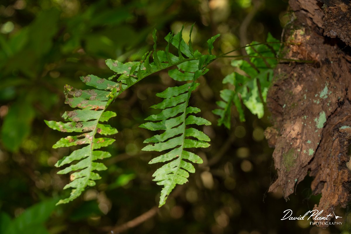 DPPhotography - Maderia - Polypodium interjectum - A.jpg - Polypodium interjectum - Levada Furado, Madeira