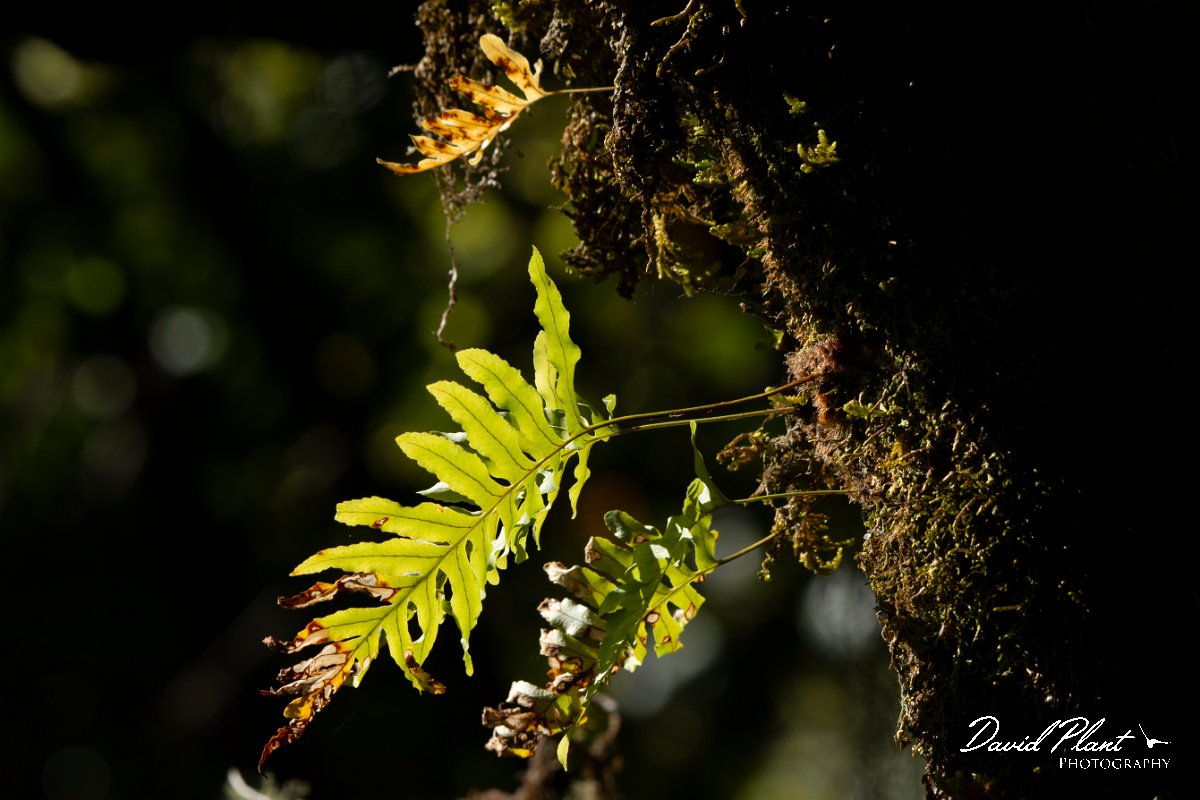DPPhotography - Maderia - Polypodium vulgare - B.jpg - Polypodium vulgare - Levado Furado, Madeira