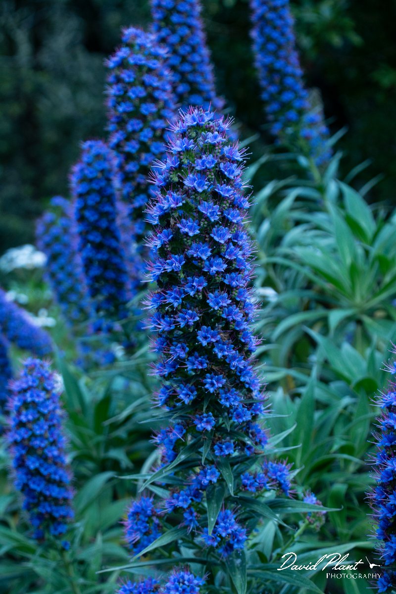 DPPhotography - Maderia - Pride of Madeira, Echium candicans - D.jpg - Pride of Madeira, Echium candicans - Ribeiro Firo, Maderia