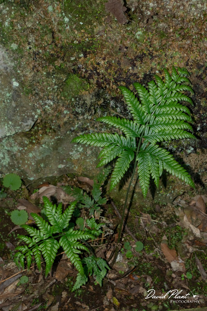 DPPhotography - Maderia - Pteris incompleta - C.jpg - Pteris incompleta - Levada Furado, Madeira