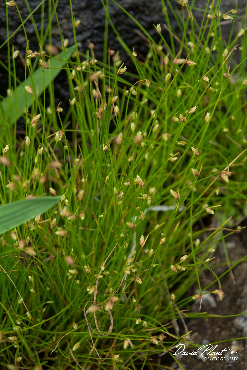 DPPhotography - Maderia - Slender club-rush, Isolepis cernua - A.jpg - Slender club-rush, Isolepis cernua - Seixal area, Madeira