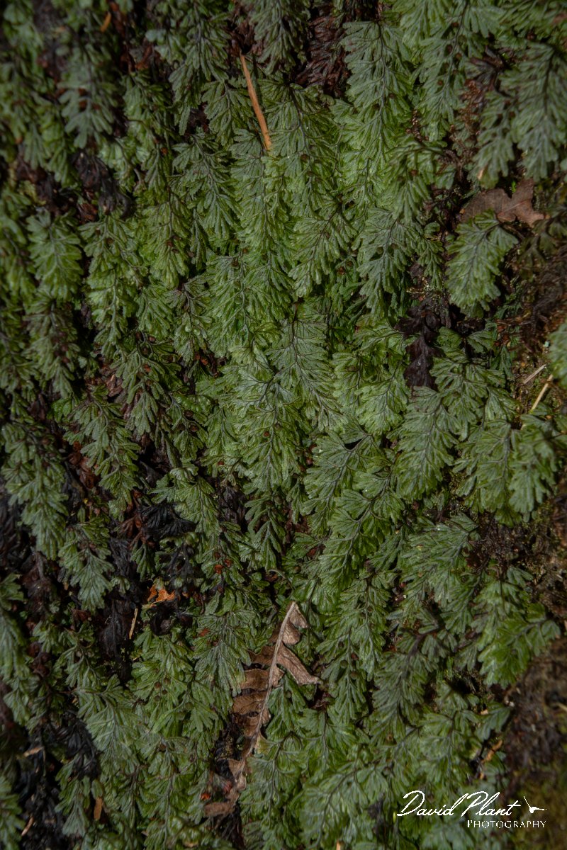 DPPhotography - Maderia - Tunbridge filmy-fern, Hymenophyllum tunbridgense - D.jpg - Tunbridge filmy-fern, Hymenophyllum tunbrigense - Encumeada mast, Madeira