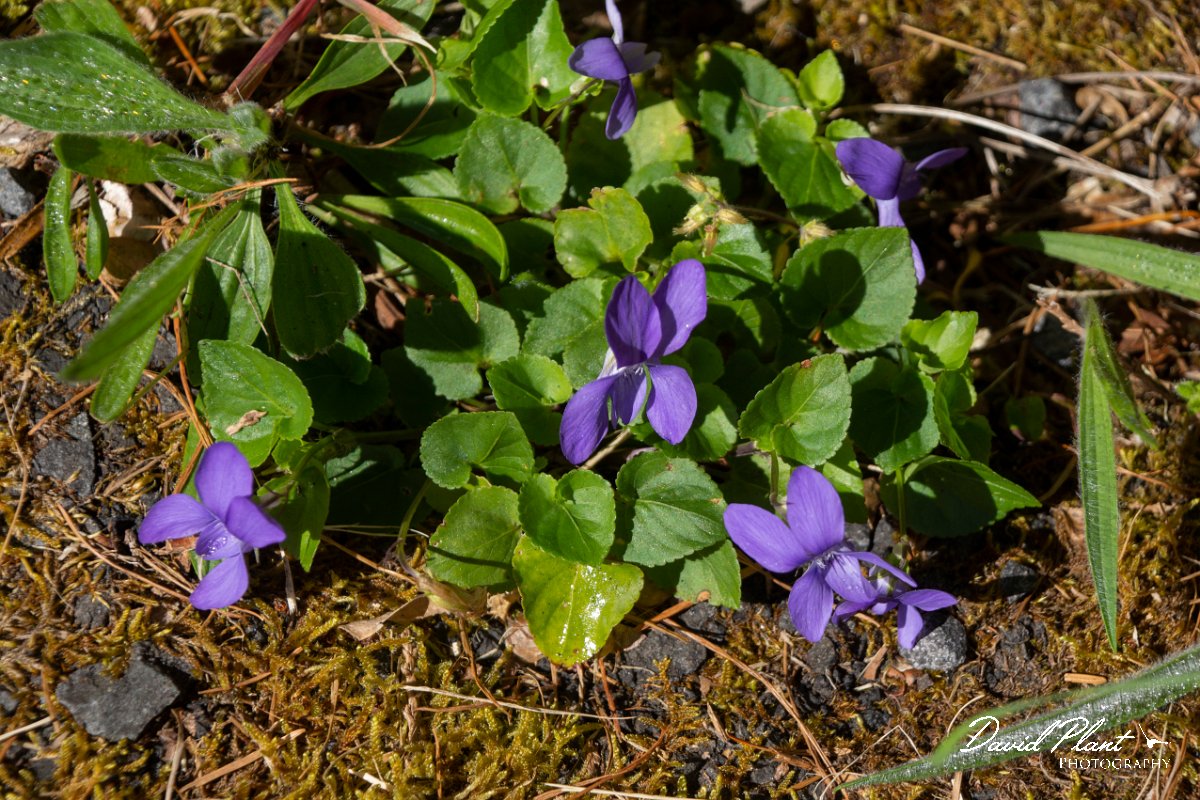 DPPhotography - Maderia - Viola riviniana - C.jpg - Viola riviniana - Ribeiro Firo, Maderia