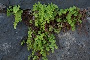 DPPhotography - Maderia - Adiantum capillus-veneris - A
