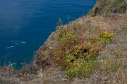 DPPhotography - Maderia - Aeonium arboreum - A